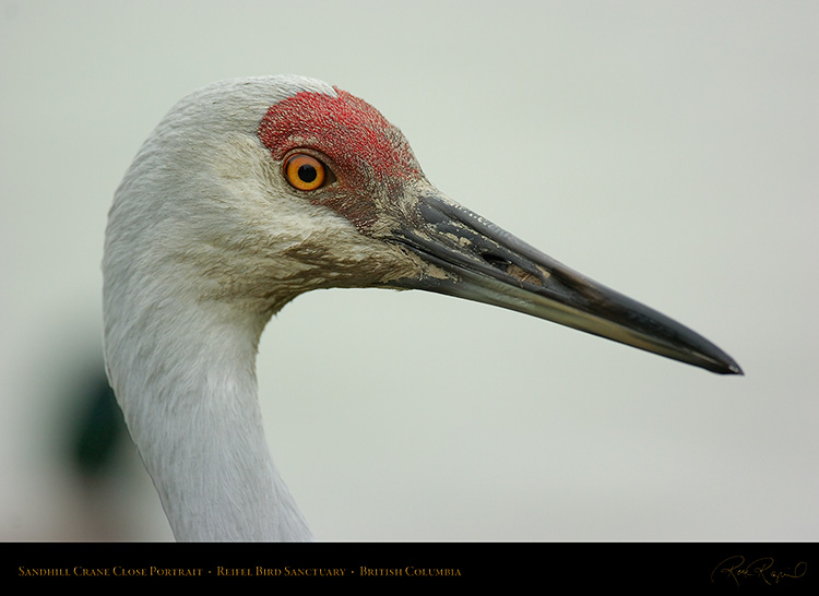 SandhillCrane_ClosePortrait_8866