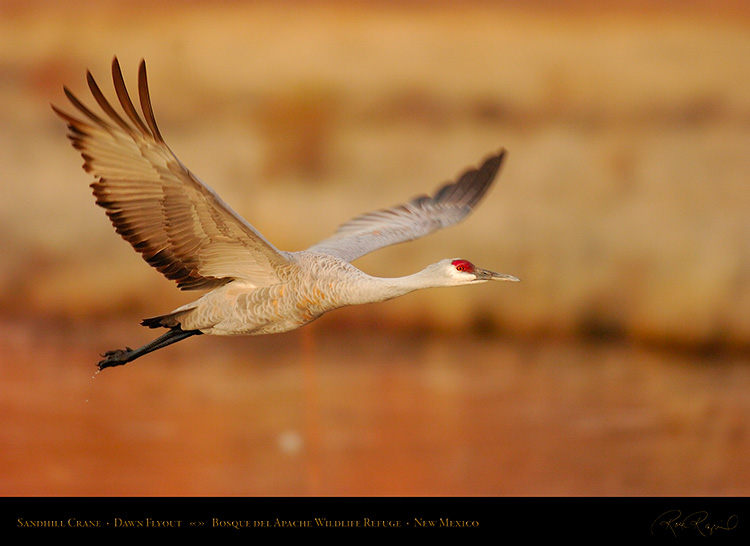 SandhillCrane_DawnFlyout_3432