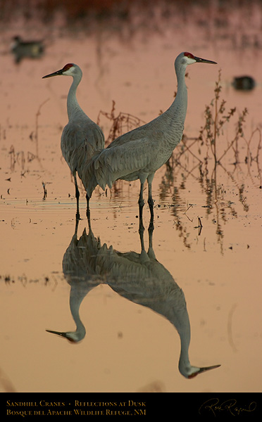 SandhillCrane_DuskReflections_6237