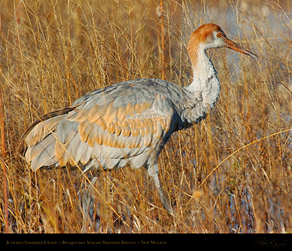 SandhillCrane_Juvenile_1839M