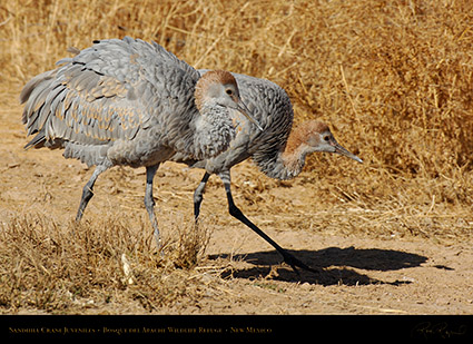 SandhillCrane_Juveniles_X3878