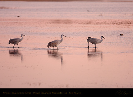 SandhillCranes_AfterSunset_HS0991