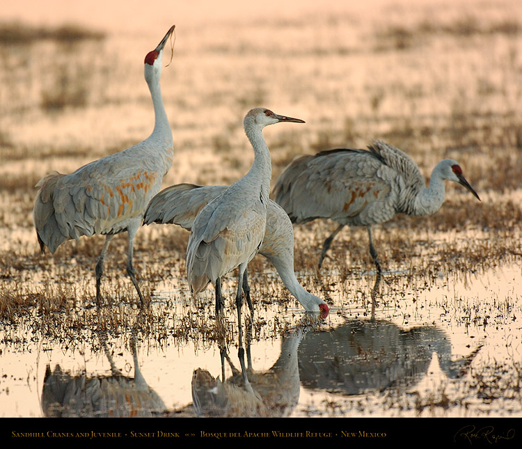 SandhillCranes_SunsetDrink_5390M