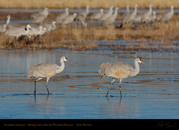 SandhillCranes_X8911