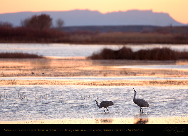 Sandhill_Cranes_Sunset_Drink_HS0942