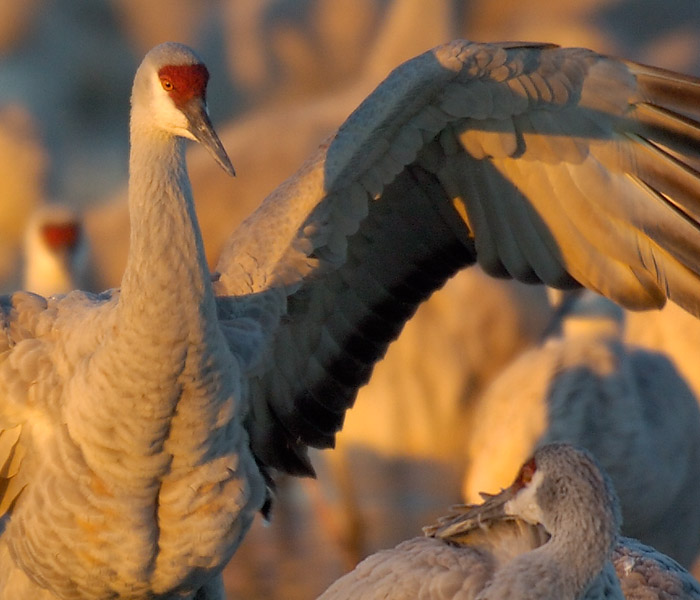 SunriseCourtship_crop80