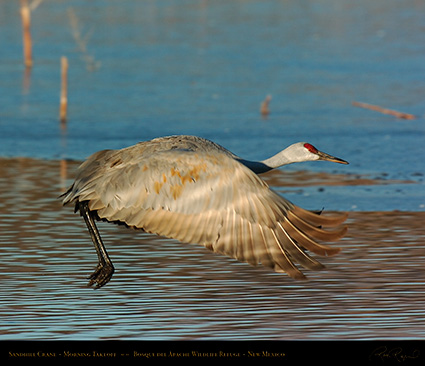 SandhillCrane_Takeoff_5814M