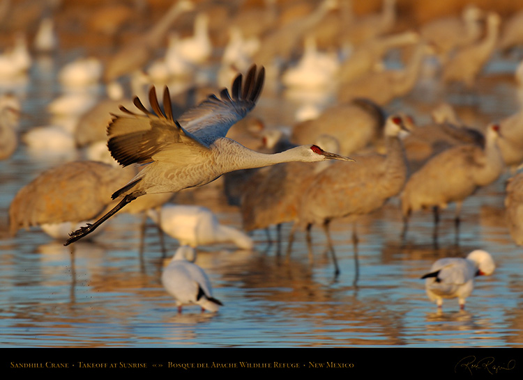 SandhillCrane_Takeoff_X9358