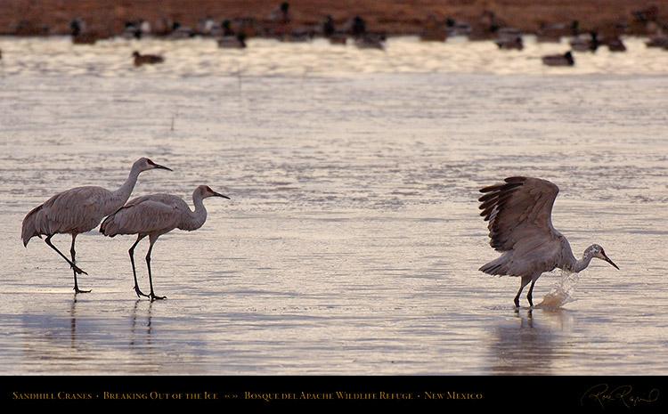 SandhillCranes_BreakingOut_of_theIce_X3540