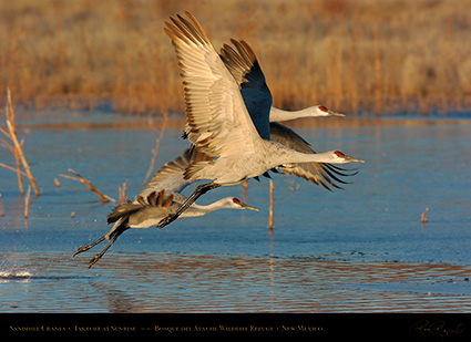 SandhillCranes_Takeoff_5776