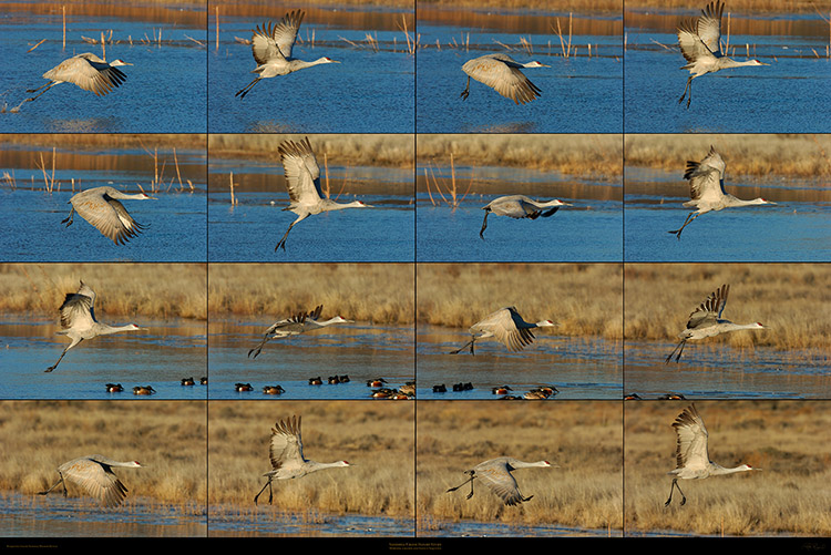 Sandhill_Crane_Flight_Study_XXXL