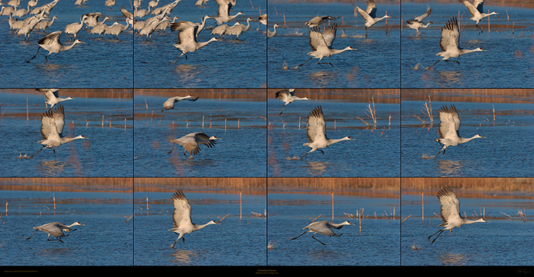 Sandhill_Crane_Morning_Flyout_XXXL