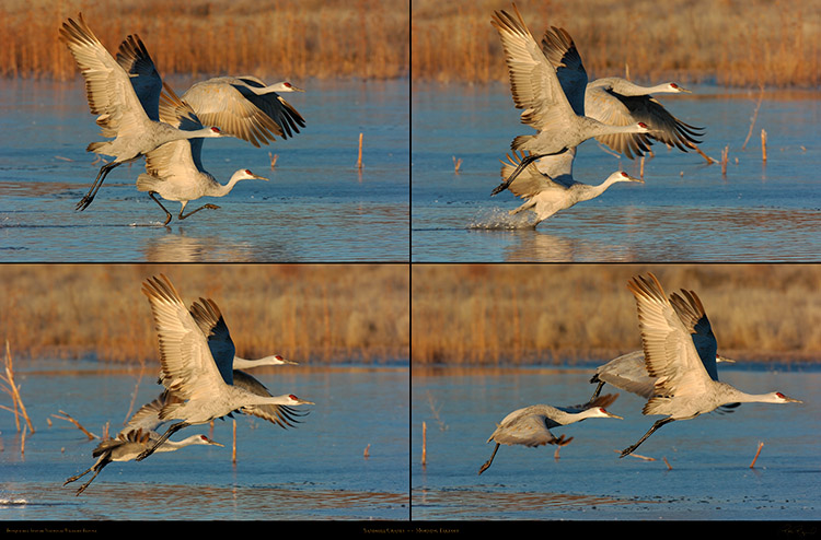 Sandhill_Cranes_Morning_Takeoff_XXL