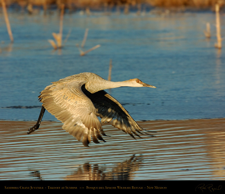 Juvenile_SandhillTakeoff_5737M