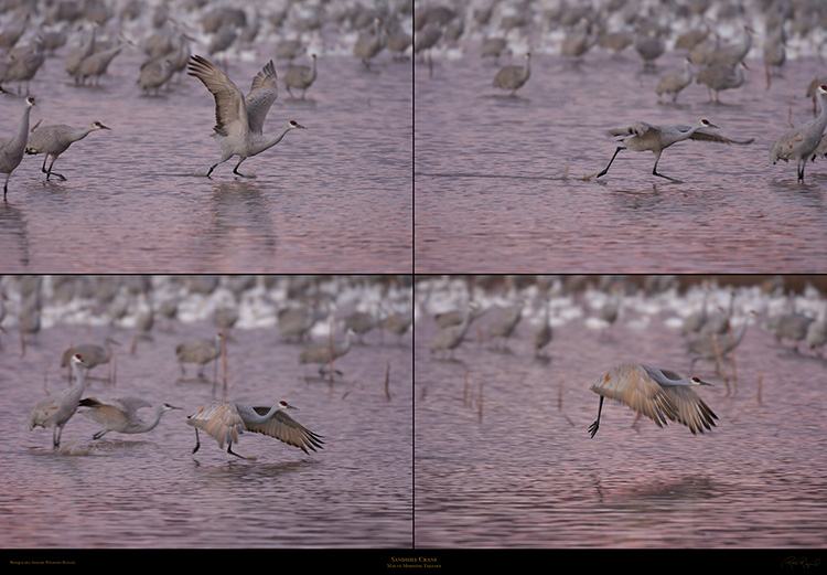 Mauve_Morning_Takeoff_XXL
