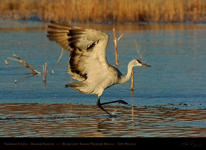 SandhillCrane_Gallop_5746