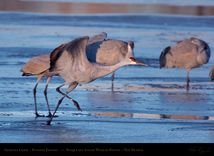 SandhillCrane_RunningTakeoff_HS0543