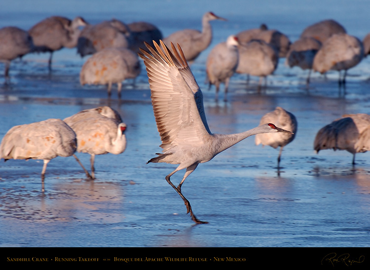 SandhillCrane_RunningTakeoff_HS0549