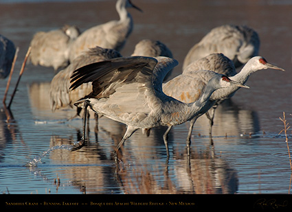 SandhillCrane_Running_5844