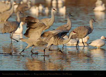 SandhillCrane_Takeoff_X9426