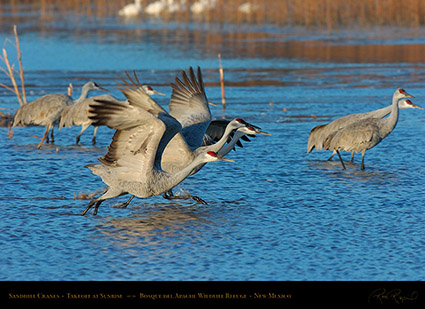 SandhillTakeoff_4670