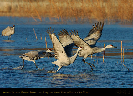 SandhillTakeoff_4732