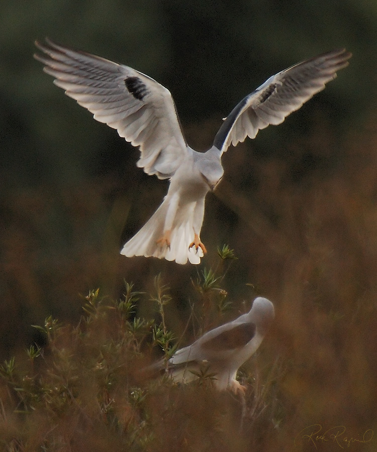 WhiteTailed_Kites_Ethereal_Fly-by_X3015c