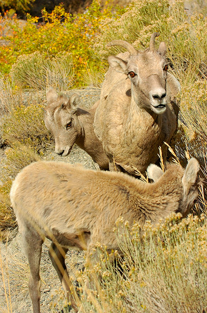 BighornSheep_Family_GardnerCanyon_1196