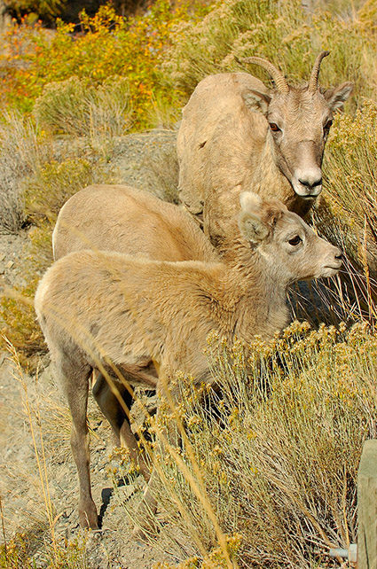 BighornSheep_Family_GardnerCanyon_1202