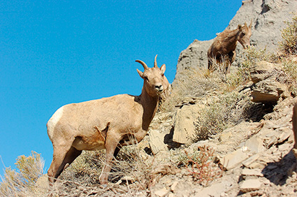 BighornSheep_FemaleJuvenile_GardnerCanyon_1296