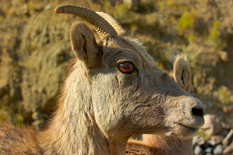 BighornSheep_Female_GardnerCanyon_1189