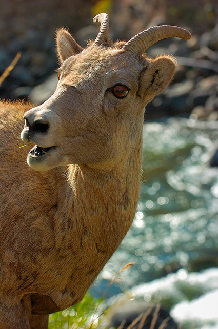 BighornSheep_Female_GardnerCanyon_1220