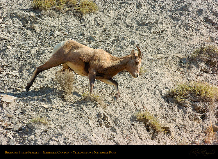 BighornSheep_Female_GardnerCanyon_1241