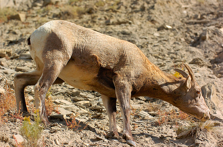 BighornSheep_Female_GardnerCanyon_1267