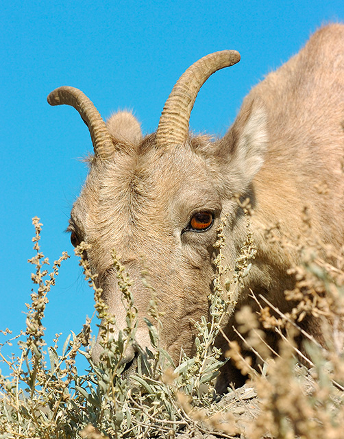 BighornSheep_Female_GardnerCanyon_1290