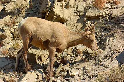 BighornSheep_Female_GardnerCanyon_1305