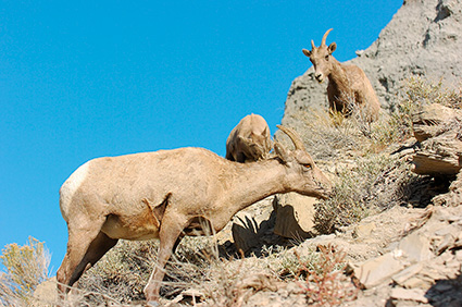 BighornSheep_Females_GardnerCanyon_1294
