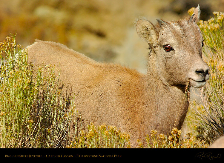 BighornSheep_Juvenile_GardnerCanyon_1146