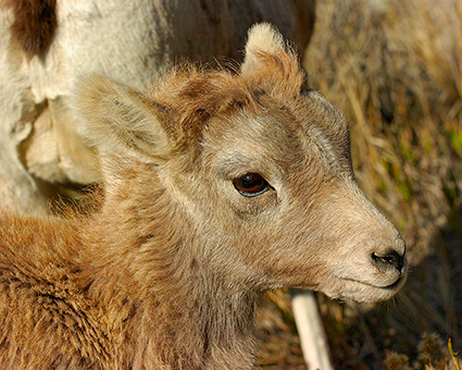 BighornSheep_Lamb_GardnerCanyon_1184M