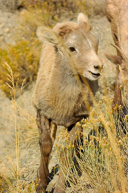 BighornSheep_Lamb_GardnerCanyon_1194