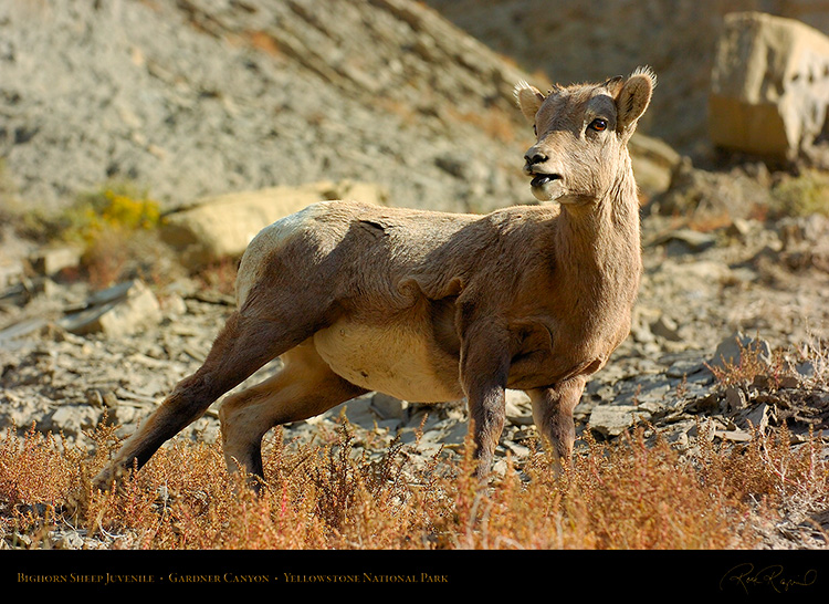 BighornSheep_Juvenile_GardnerCanyon_1278