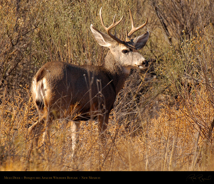 MuleDeer_Bosque_X3928M