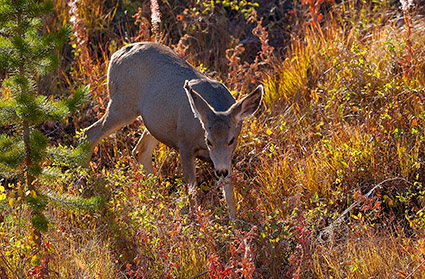 MuleDeer_TowerJunction_9370