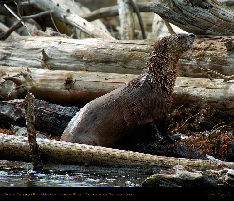 RiverOtter_MadisonRiver_9703M