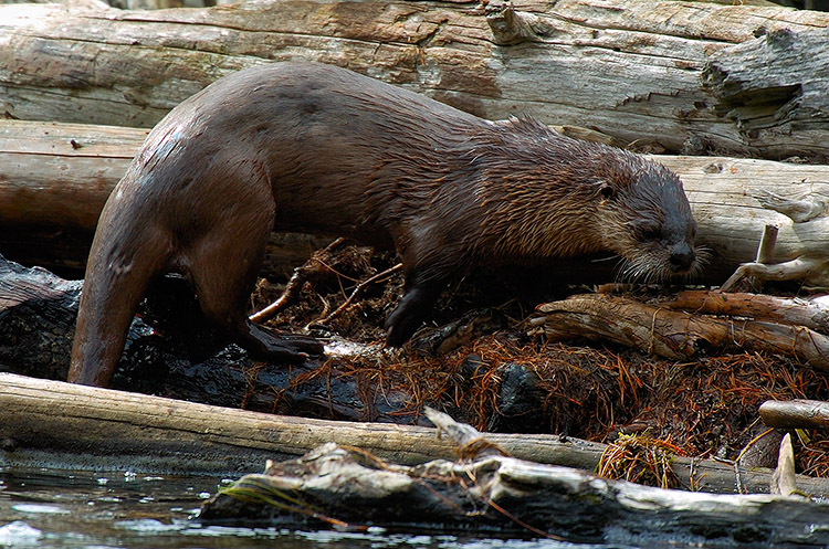 RiverOtter_MadisonRiver_9705c