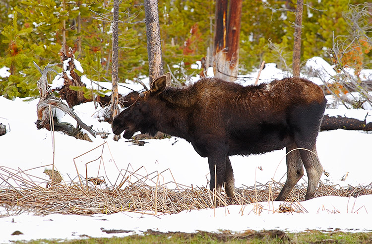 Moose_NorrisJunction_6982