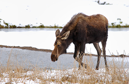 Moose_NorrisJunction_7016