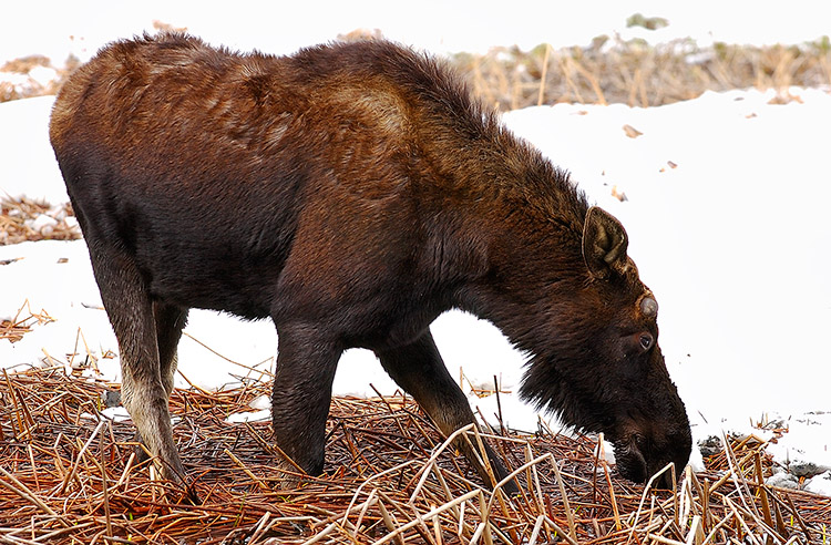 Moose_NorrisJunction_7058