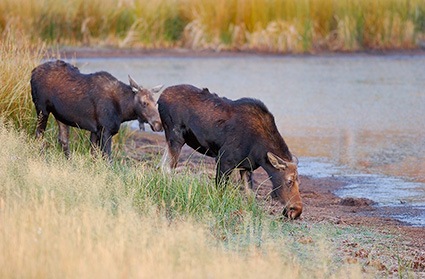 Moose_atDawn_FloatingIslandLake_0187