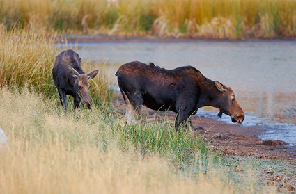 Moose_atDawn_FloatingIslandLake_0192